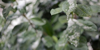 绿叶上突然下起了第一场早雪。冷