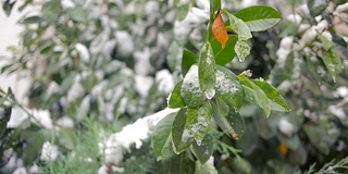 绿叶上突然下起了第一场早雪。冷