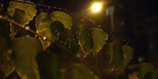 背景视频-雪通过绿色的树叶在夜晚与路灯的光束