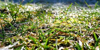 早晨的太阳一圈一圈地照射，冻僵的草就会融化