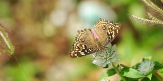 慢镜头拍摄的蝴蝶喂食花蜜的田野白花