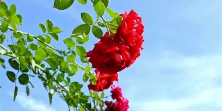 蓝色的天空衬托着红多花玫瑰