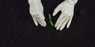 4k园艺合成手在手套种植一棵树