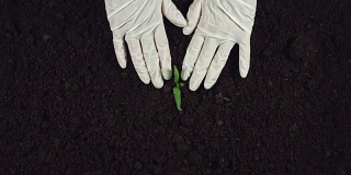 4k园艺合成手在手套种植一棵树