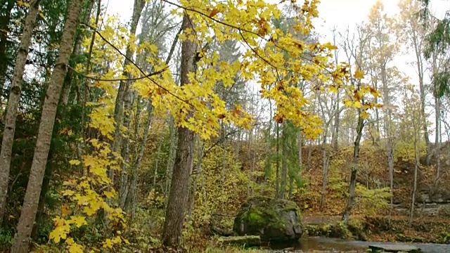 枫树围绕着森林里的那条小河