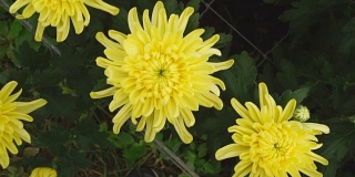 Beautiful chrysanthemums flowers on the garden
