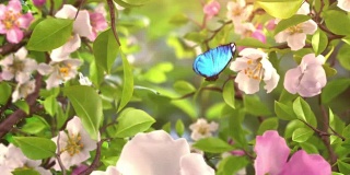介绍蝴蝶和盛开的花朵