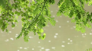 潮湿的绿叶在落下的雨滴的背景上视频素材模板下载