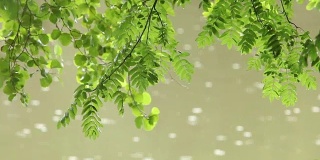 潮湿的绿叶在落下的雨滴的背景上