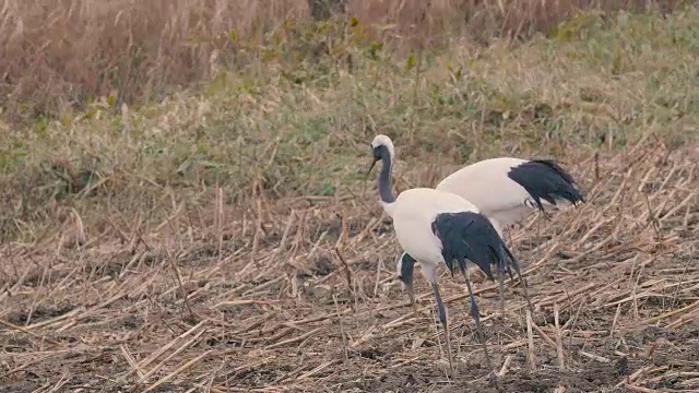 丹顶鹤，日本北海道钏路Shitsugen, 4K拍摄