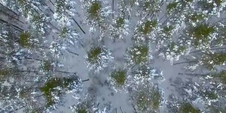 从上面看冬天的森林。空中飞过白雪覆盖的森林