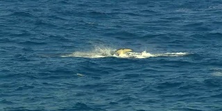 逆戟鲸-游泳的虎鲸