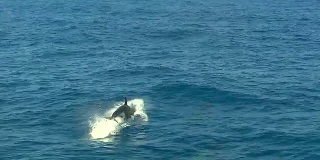 逆戟鲸-游泳的虎鲸