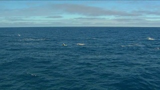 逆戟鲸-游泳的虎鲸视频素材模板下载