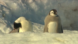 南极洲-帝企鹅视频素材模板下载