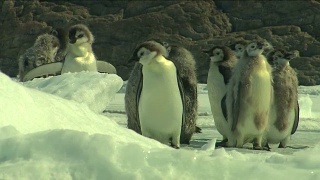 南极洲-帝企鹅视频素材模板下载