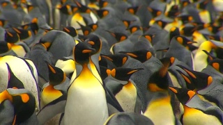 南极帝企鹅视频素材模板下载