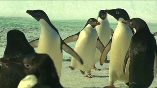 Anarctica阿德利企鹅视频素材模板下载