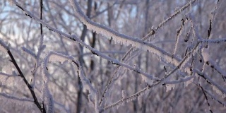 冰冻的灌木树枝，白霜飘落，特写慢镜头