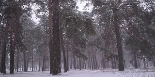 暴风雪在松公园，雪在松公园，暴风雪在冬天公园。