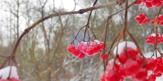 一束红色的荚蒾浆果覆盖着雪在前景以其他浆果为背景