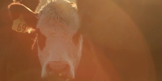 有标记的牛，69号，在日落照明弹中