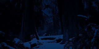 在白雪覆盖的森林中穿行