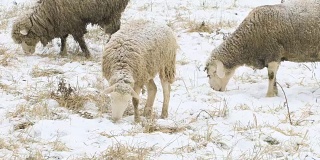 绵羊冬天在田野里吃草