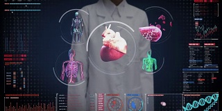 女医生触摸数字屏幕，扫描血管、淋巴、心脏、循环系统的数字显示。蓝色x射线的观点。