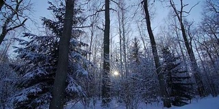 橡树林冬季树木在雪景自然美丽的背景下