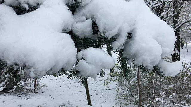 树枝咬断了厚厚的积雪