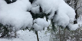树枝咬断了厚厚的积雪