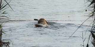 犬种拉布拉多犬或金毛寻回犬在自然公园的一个湖水中游泳，以获得一根棍子。夏天和家畜在户外玩耍。慢动作