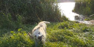 湿狗在大自然中抖掉毛上的水。金毛寻回犬或拉布拉多在湖里游泳后。慢动作