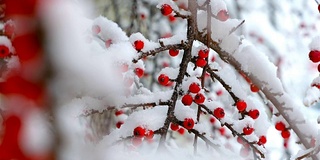 一种野生灌木，结满了雪的红色浆果。美丽的圣诞背景