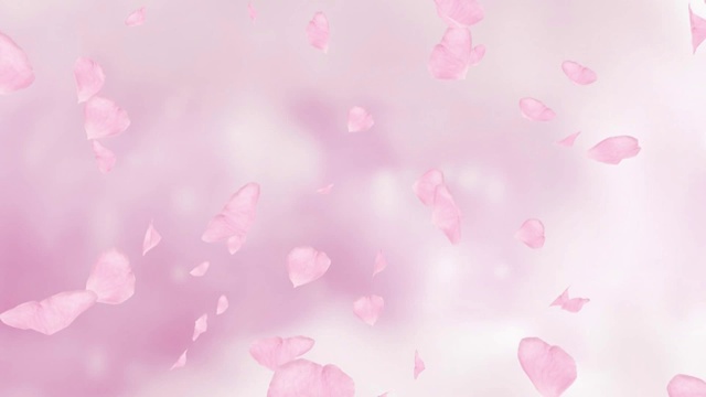 落下的粉色玫瑰花瓣或樱花。春季慢动作高清动画，近景模糊背景。