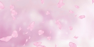 落下的粉色玫瑰花瓣或樱花。春季慢动作高清动画，近景模糊背景。