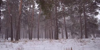 冬天的公园里大雪纷飞，雪景里雪花飞舞的圣诞森林。