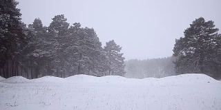 冬季降雪森林，林间空地睡着雪，松林吹雪。