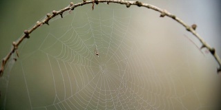 秋天的树林里，蜘蛛在结露珠的网