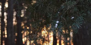 美丽的松枝在夕阳的风里摇摆，松枝上的雪，冬日傍晚森林里的太阳