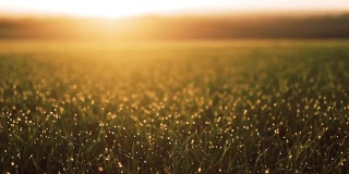 清新的春天早晨，小草带着晨曦中的露珠