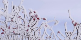 玫瑰果与冰晶和雪在蓝天的背景