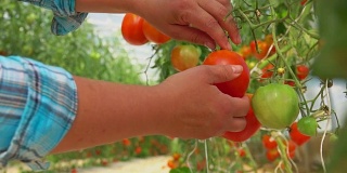 在大温室里收获成熟的番茄