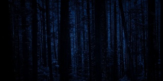 在下雪的夜晚经过森林的树木