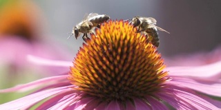 两只装满花粉的蜜蜂从花上采集蜂蜜，然后飞走