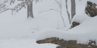 林桩上的雪