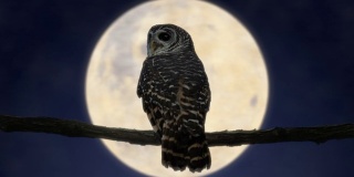 满月之夜的猫头鹰(4K)