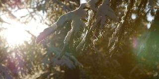 清晨的阳光下，杉树上覆盖着白雪
