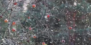 下雪了，苹果树上挂满了苹果。